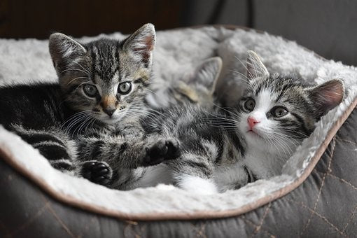 10 things you should know before adopting a cat