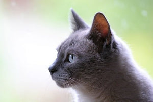 This is the top 10 most expensive cat breeds